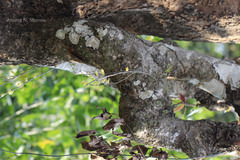 Dendrobium macrostachyum